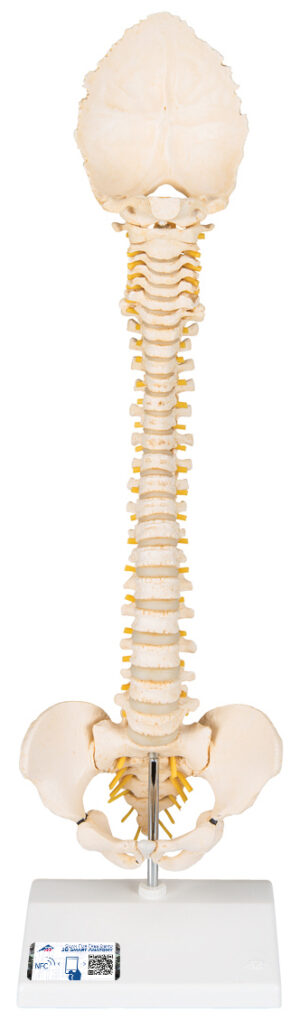 Modelo de Columna Vertebral Pediátrica