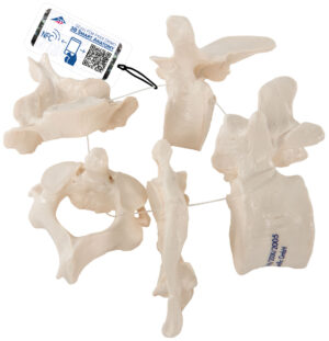 Modelo de Vértebras - 5 Piezas