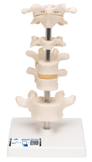 Modelo de Vértebras Articuladas - 6 piezas