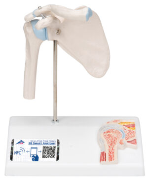 Modelo Mini de la Articulación del Hombro con Corte Transversal - Sobre Base