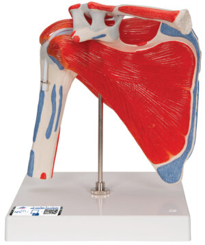 Modelo de Articulación del Hombro con Manguito Rotador - 5 Piezas