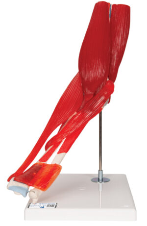 Modelo de Articulación del Codo - 8 Piezas