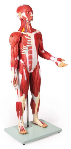 Modelo de Figura Muscular - 30 Piezas