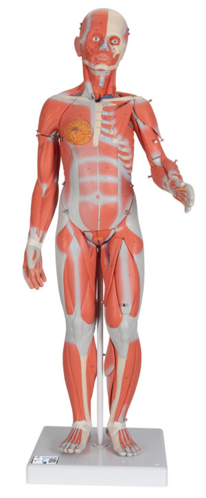 Modelo de Cuerpo Completo de Doble Sexo con Músculos, Órganos Internos - Desmontable - 33 Piezas