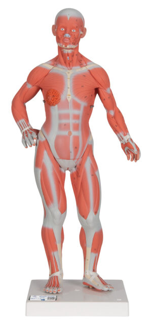 Modelo Muscular - 1/3 de su Tamaño Natural