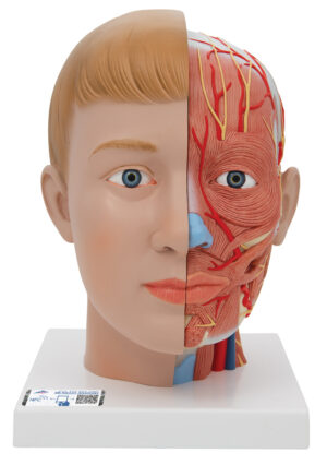 Modelo de Cabeza y Cuello - 4 Piezas