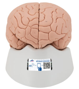 Modelo de Encéfalo Desmontable - 2 Piezas