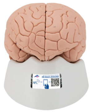 Modelo de Encéfalo Desmontable