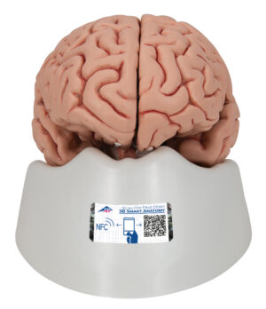 Modelo de Encéfalo Clásico - 5 Partes