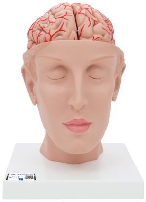 Modelo de Encéfalo de Lujo con Arterias en Base de la Cabeza Desmontable - 8 Piezas