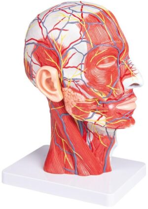 Modelo de Media Cabeza Tamaño Natural