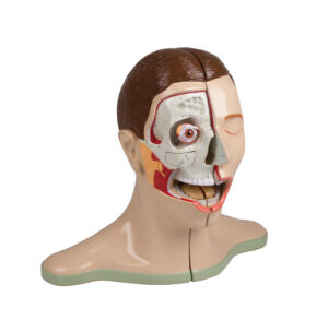 Modelo Cabeza y Cuello - 5 Partes