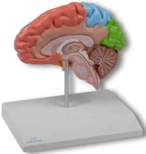 Modelo de Medio Cerebro Regional a Tamaño Real - Anatomía Aumentada