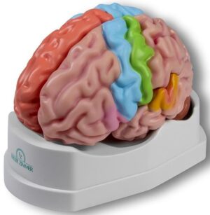 Modelo Funcional y Regional del Cerebro de Tamaño Natural en 5 partes - Anatomía Aumentada