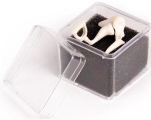 Modelo de Osículos Auditivos 3 Veces Tamaño Natural