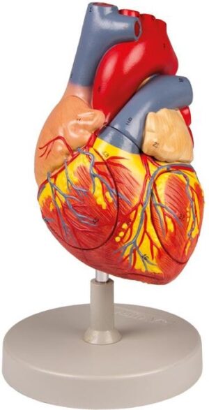 Modelo de Corazón Humano 2 Veces Tamaño Natural - 4 Partes