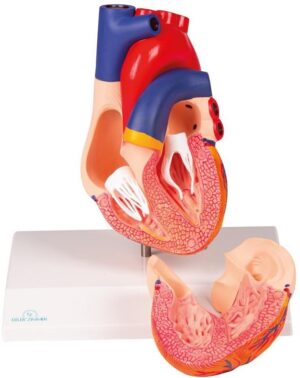 Modelo de Corazón Tamaño Natural 2 Partes - Anatomía Aumentada