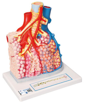 Modelo de Lobulillos Pulmonares y Vasos Sanguíneos Adyacentes