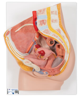 Modelo de Pelvis - 2 Piezas