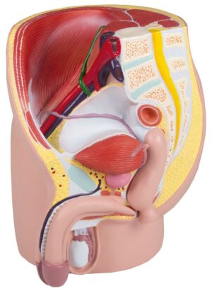 Modelo de Pelvis Masculina Tamaño Natural - 4 Piezas