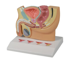 Modelo de Sección de Pelvis Masculina