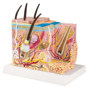 Modelo de Estructura de Piel - Anatomía Aumentada