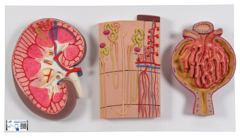 Modelo de Riñón – Nefrón – Conductos Sanguíneos y Corpúsculo Renal ...