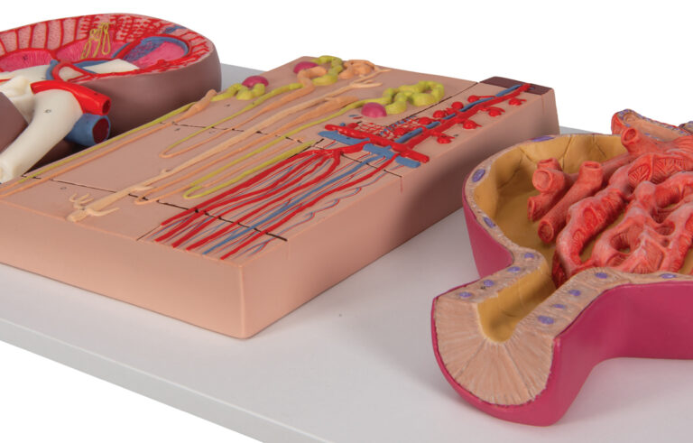 Modelo de Riñón – Nefrón – Conductos Sanguíneos y Corpúsculo Renal ...