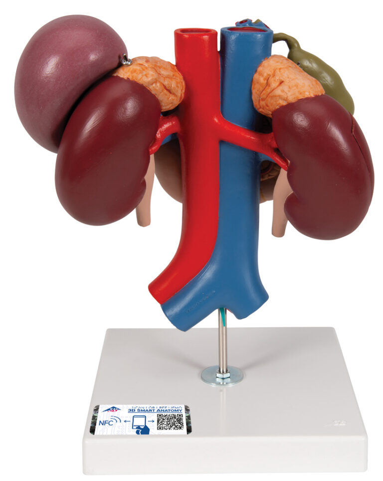 Modelo de Riñones con Órganos Posteriores del Abdomen Superior – 3 ...