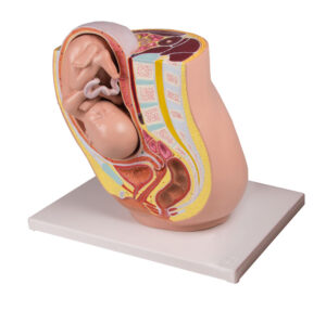 Modelo de Pelvis en Embarazo con Feto de 32 Semanas - 2 Partes