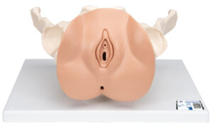 Modelo de Esqueleto de Pelvis Femenina con Órganos Genitales - 3 Piezas