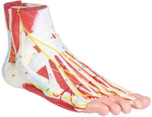 Modelo Anatómico del Pie - 9 Partes