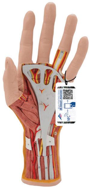 Modelo de Estructura de la Mano Desmontable - 3 Piezas