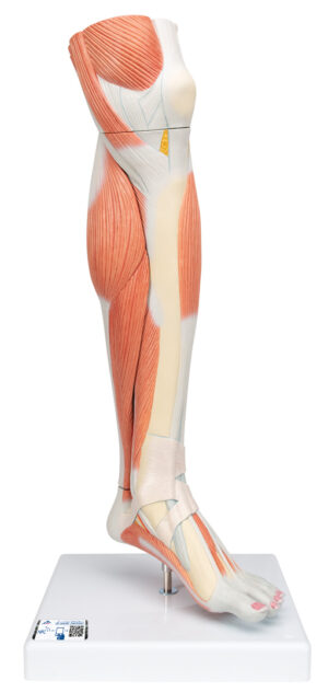 Modelo de Pierna con Músculos y con Rodilla de Lujo - 3 Partes