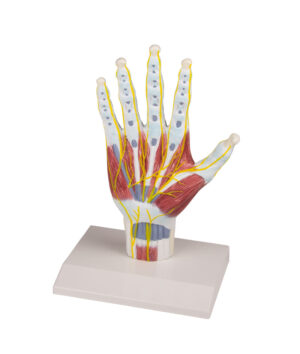 Modelo Estructural de Anatomía de Mano