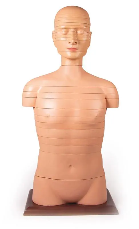 Modelo de Torso de Disco Tamaño Natural - Medical Factory