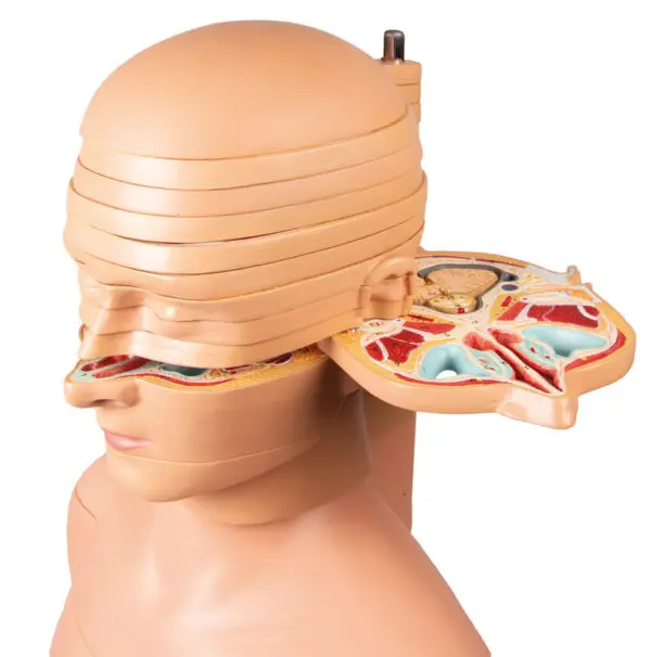 Modelo de Torso de Disco Tamaño Natural - Medical Factory
