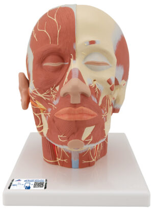 Modelo de Cabeza con Musculatura