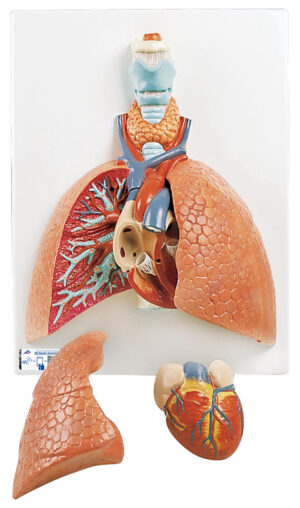 Modelo de Pulmón con Laringe - 5 Piezas