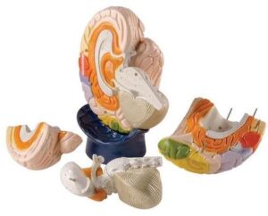 Modelo de Regiones Cerebrales - 4 Piezas