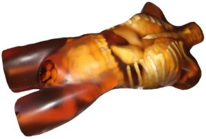 Torso Adulto para Radiografía - Tomografía Computarizada - Resonancia Magnética