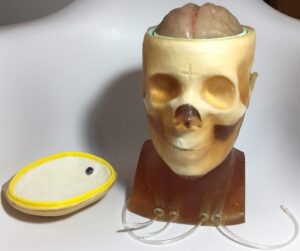 Cabeza de Adulto (Abrible) para Radiografía - Tomografía Computarizada - Ultrasonido - Resonancia Magnética