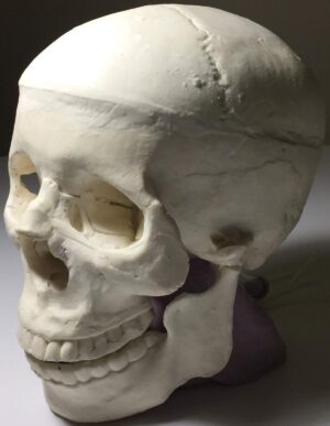 Cráneo de Adulto con Cerebro para Radiografía - Tomografía Computarizada - Ultrasonido - Resonancia Magnética