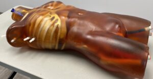 Torso Adulto (Avanzado) para Radiografía - Tomografía Computarizada - Ultrasonido