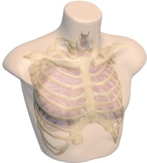 Tórax Adulto para Radiografía - Tomografía Computarizada - Resonancia Magnética